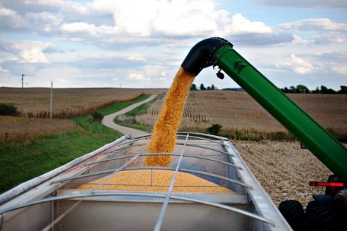 El precio internacional del maíz compensa pérdidas por bajos rindes
