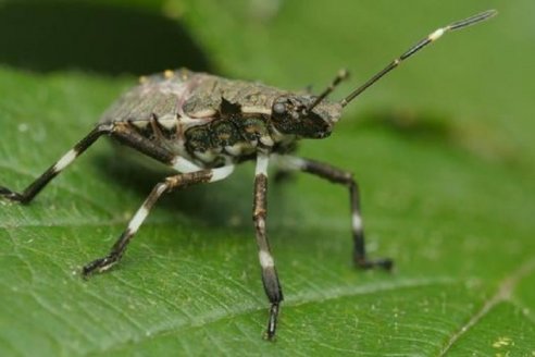 Detectan una plaga ausente en el país, la chinche apestosa