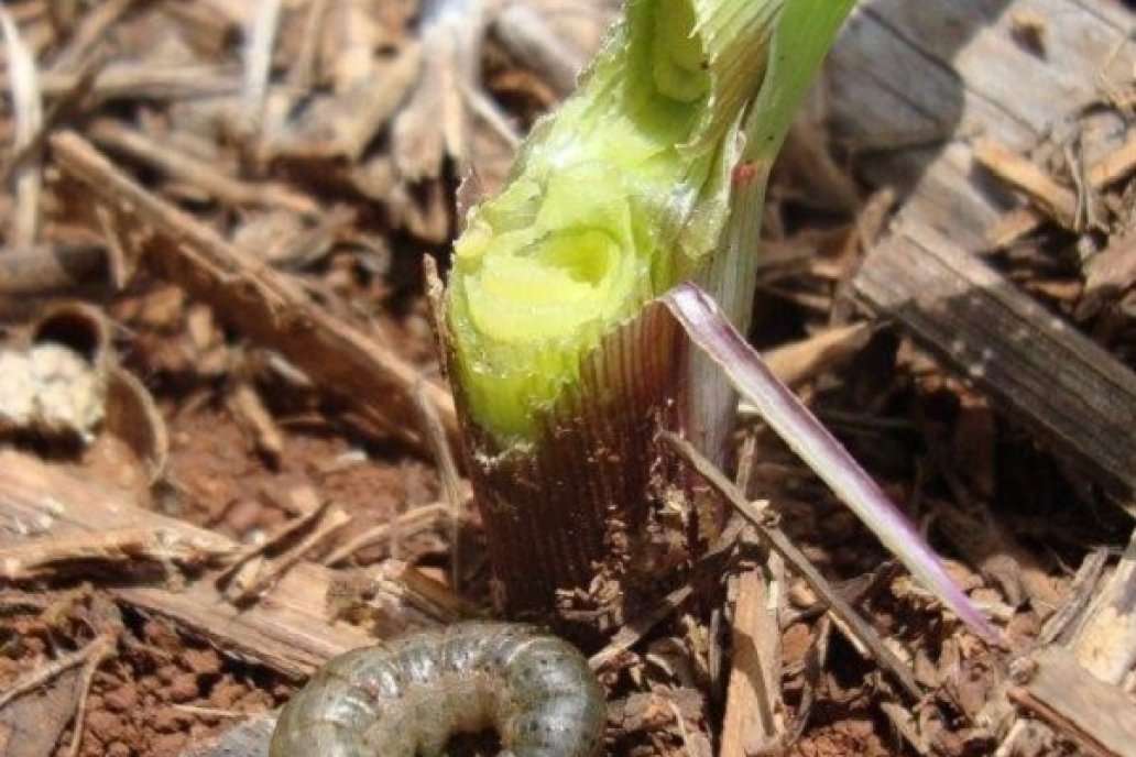 Orugas, uno de los insectos detectados que menguan el rinde agrícola.