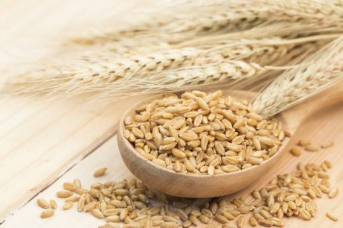 Cultivar más cebada para exportar a China es la nueva propuesta