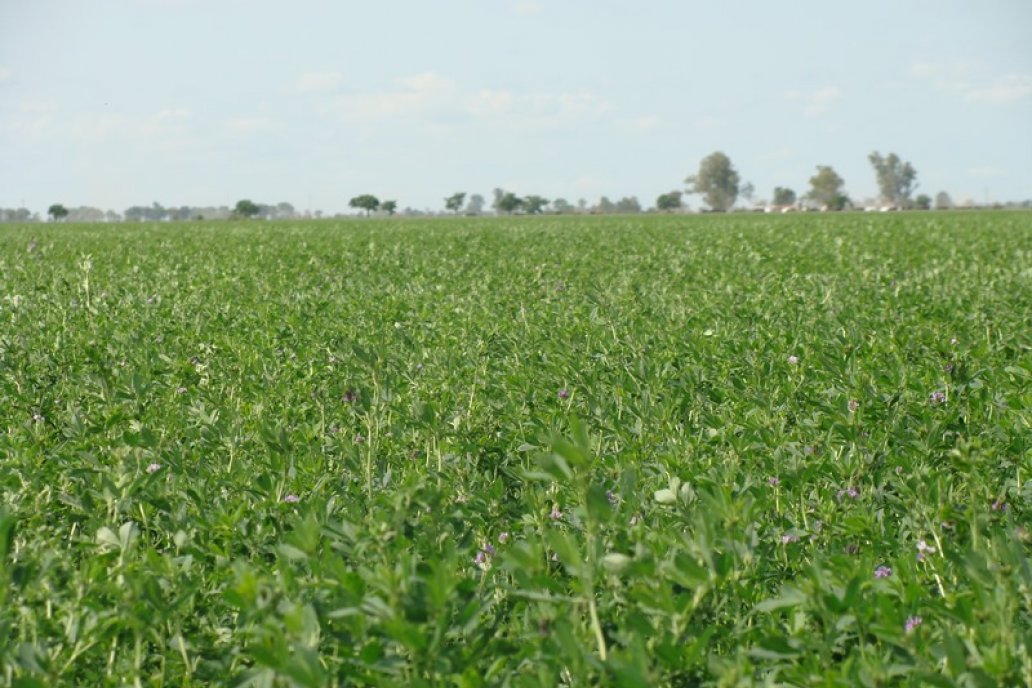 La alfalfa disminuye el colesterol, es diurética, depurativa y alivia atirtis. La alfalfa disminuye el colesterol, es diurética, depurativa y alivia atirtis.