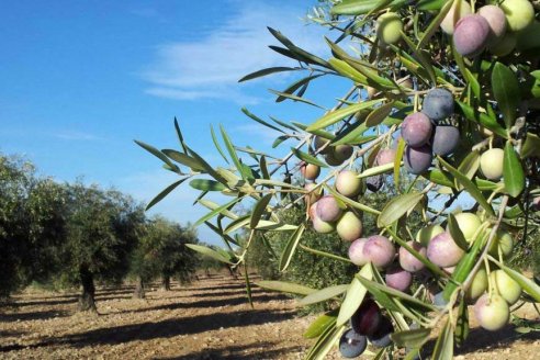 En La Rioja ahora invierten en biocombustibles a base de olivos