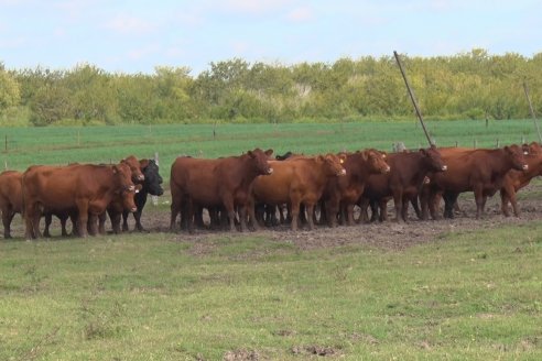 La cabaña Angus de Omar Garayalde tiene sabor a miel pura