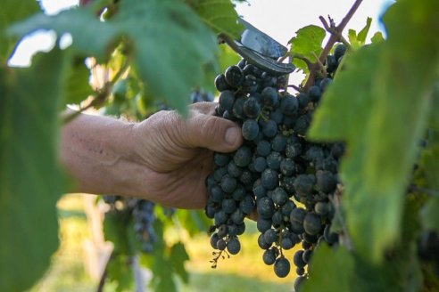 Vinos de Entre Ríos con Denominación de Origen