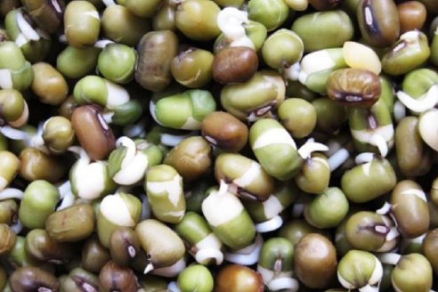 Germinados, brotes y microgreens, alimentos que marcan tendencia