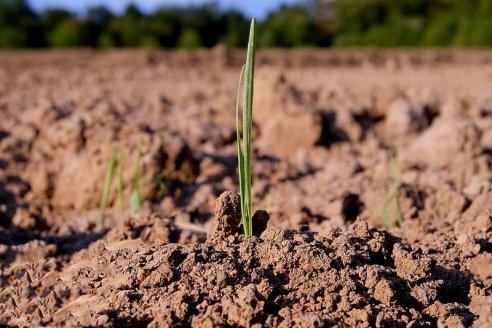 En la Argentina, sólo se repone el 30 % de los nutrientes extraídos