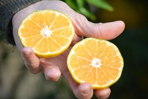 Presentan dos nuevas variedades de mandarinas entrerrianas