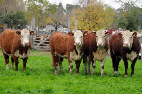 Uruguay: la producción de carne crece 18%