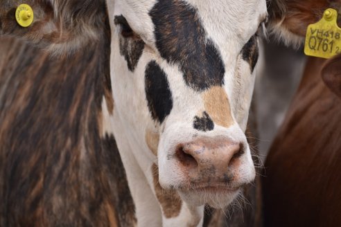 Bienestar.AR la nueva herramienta para la ganadería feedlotera