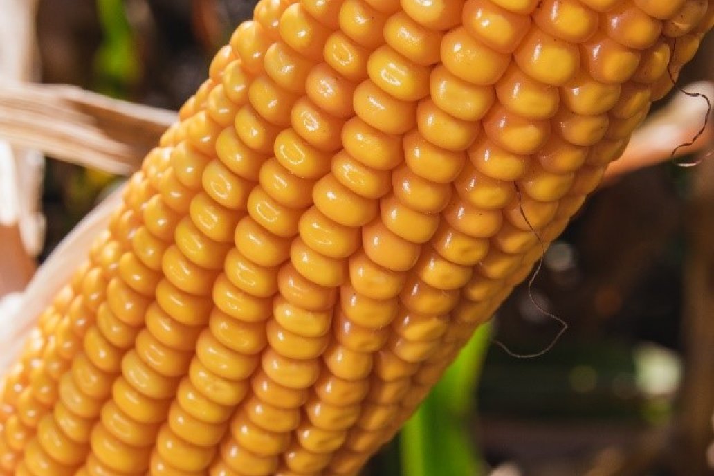 El mayor volumen de granos lo aportará el maíz