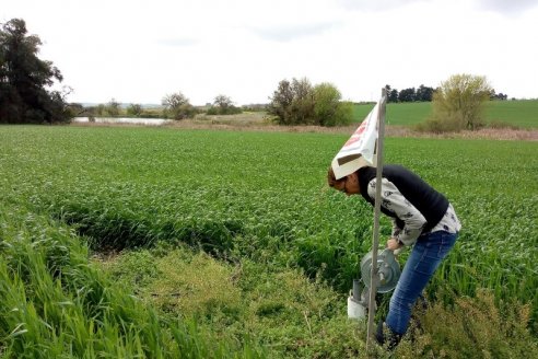 Remediar el daño ambiental al humedal en la agenda del INTA