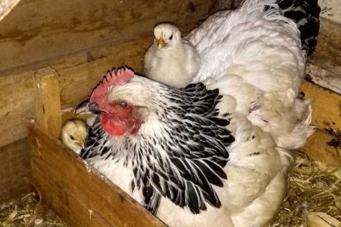 Regresa el hábito de criar gallinas ponedoras para consumo familiar