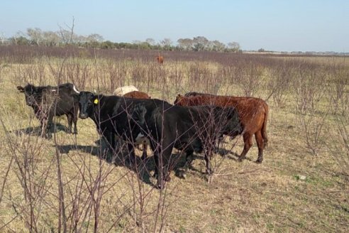 Sube sin cesar la carga animal en zona de islas de Diamante