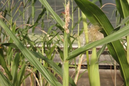 Expertos evalúan nueva tecnología de biofertilización