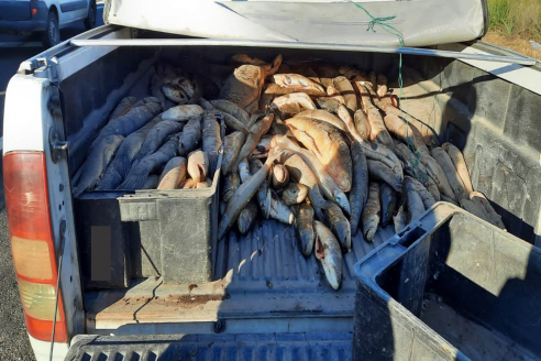 Depredadores atrapados con 600 kilos de pescado en una pick up