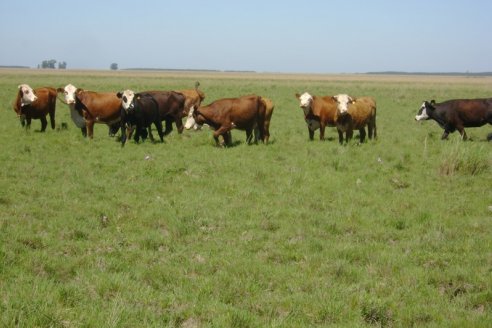 En el manejo del pasto está la ganancia del ganadero progresista