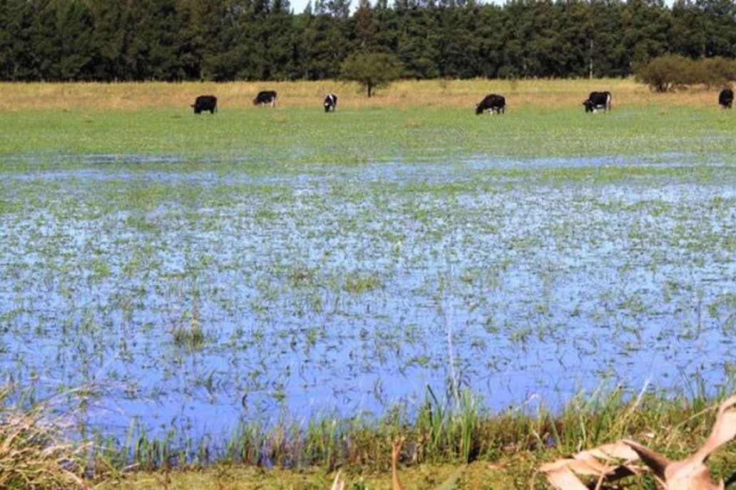 En algunos campos cayeron 250 milímetros y el suelo quedó improductivo. En algunos campos cayeron 250 milímetros y el suelo quedó improductivo.