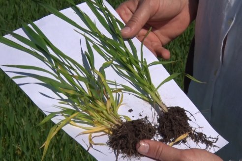En otoño pondrán en marcha una red de nutrición biológica