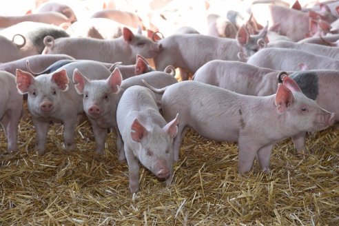 Senasa puso a la Argentina en alerta por casos de Peste Porcina Africana