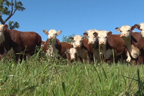 Matías Pompar: "La ganadería es rentable haciendo las cosas bien"