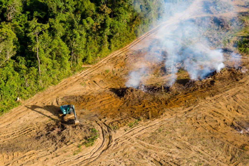 “Detener y revertir la deforestación y la degradación de la tierra” para 2030