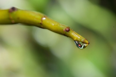 Ahora miden la transpiración de las plantas para evaluar las sequías