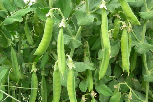 Crece la producción de alimentos a base de legumbres variadas
