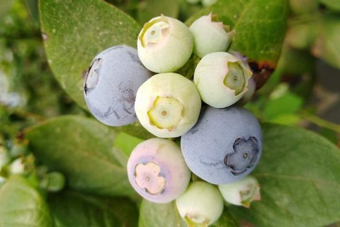 Bioestimulantes para mejorar la producción regional de arándanos