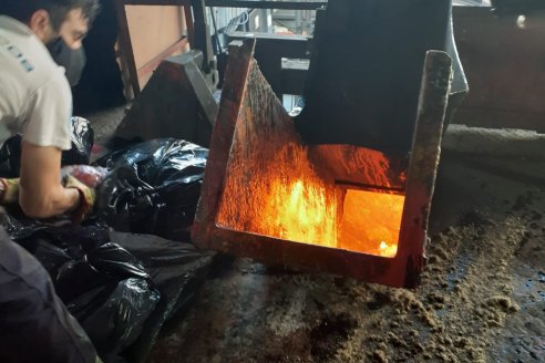 Peste porcina: desnaturalizan 167 kilos de carne