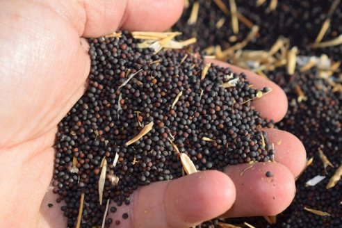 El trigo no pasará el umbral de las 520.000 hectáreas plantadas