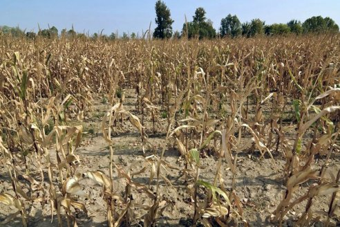 Hay 1623 productores adheridos a la ayuda por daños de la sequía