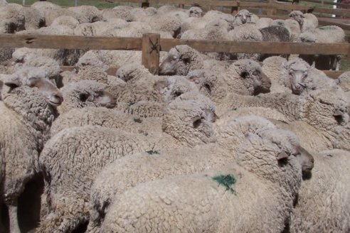 Desde ahora, la pediculosis en ovinos tiene tratamiento