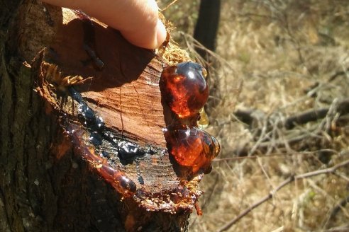 Estudian la goma del algarrobo para abastecer a la industria alimentaria