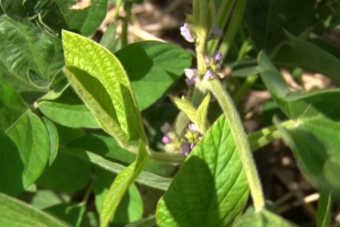Fertilizantes minerales y biológicos entonan rendimientos