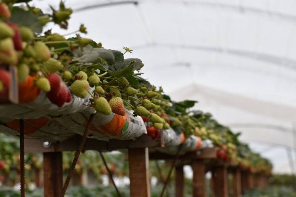 En Desvío Arijón crecen las frutillas cultivadas en sustrato y altura.