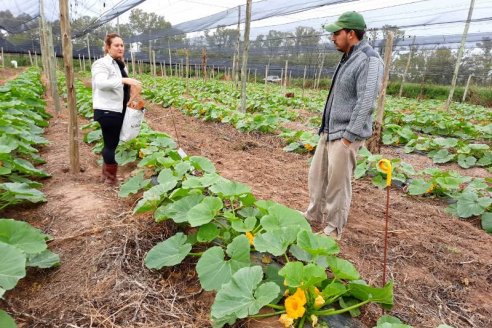 Nanofertilizantes en cultivos hortícolas y suelos marginales