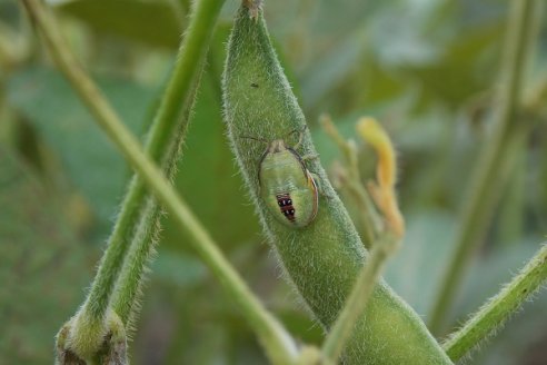 Starkle, el insecticida para controlar chinches en soja