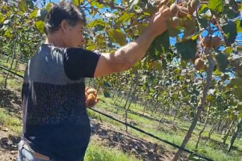 La nueva fruta primicia de Entre Ríos se llama kiwi