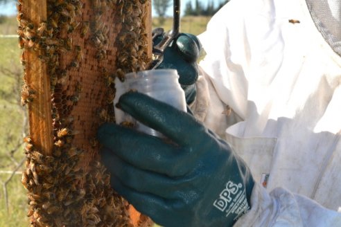 El monitoreo es la clave para preservar colonias de abejas