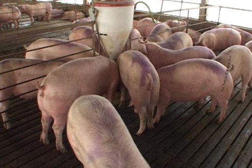 En el Mercado de Cañuelas el precio del cerdo en pie superó al del novillo
