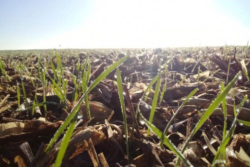 Cómo planificar la siembra de trigo ante un escenario de seca