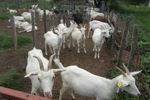 Cabras: hacen leche pasteurizada y fortificada con hierro en un 56%