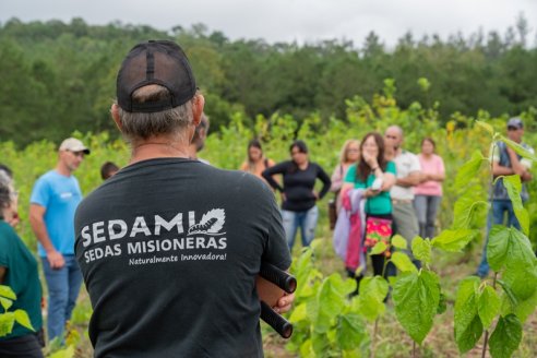 Obtener fibras de seda puede ser una opción en campos argentinos