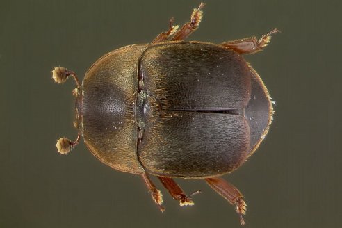 Alerta sanitaria por el Pequeño Escarabajo de las Colmenas