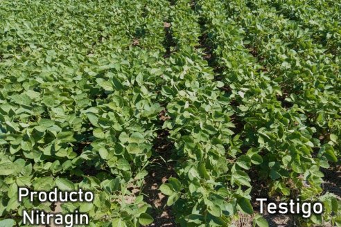 Nitragin lanzará este año un biológico para aprovechar mejor el fósforo del suelo