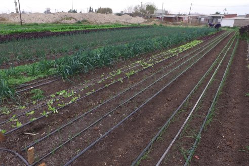 Visita a Huerta La Mirta:  Los crespenses se comen todo lo que producen los Senger