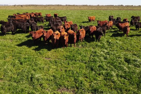 Edicion 2022: Don Pastor pone a la venta el fruto de todo un año de trabajo a campo