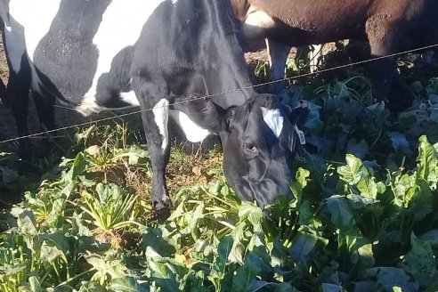 De la huerta al corral: evalúan el potencial de la remolacha en la dieta de rodeos bovinos y ovinos
