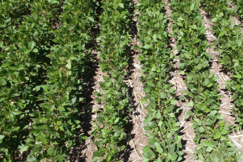 El herbicida para el manejo de malezas que el lote necesita