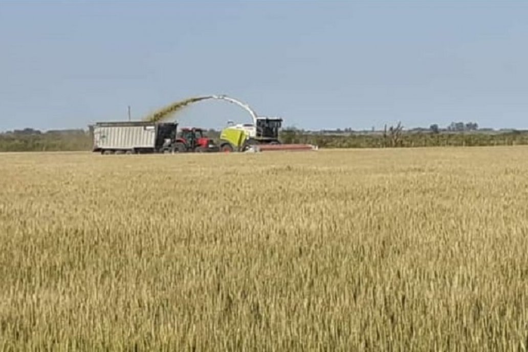 Picando trigo en campos de la zona de Puíggari (Depto. Diamante)